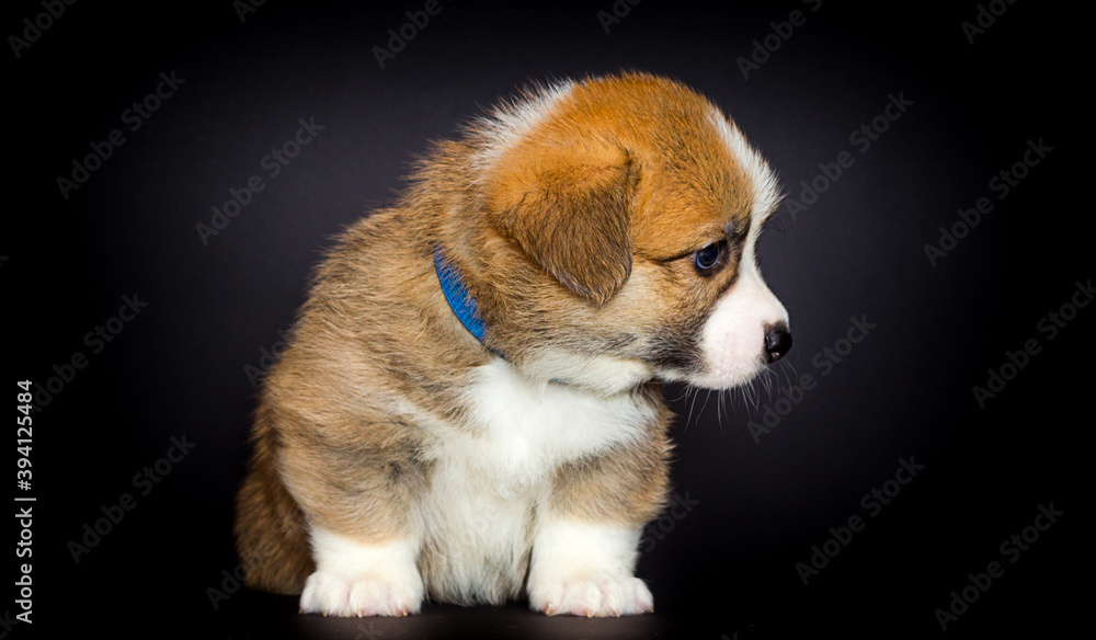 red welsh corgi puppy sitting on a black background red welsh corgi puppy sitting on a black background