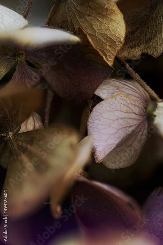 Macro of dark and shiny dried hortensia flowers photo