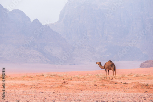 Camel grazing in desert photo