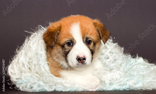 corgi puppy resting in a fluffy blanket