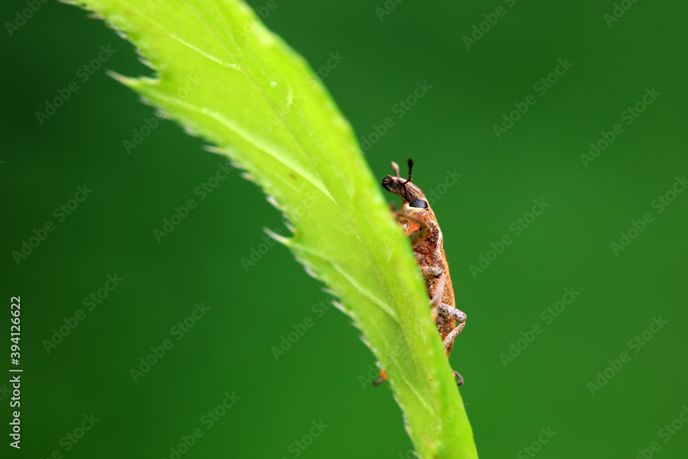 Weevil on green leaves, North China Plain Weevil on green leaves, North China Plain