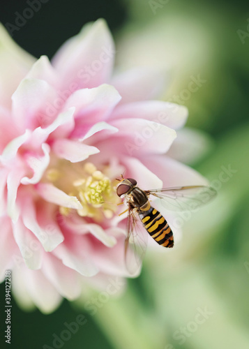 Macro shot of a syrphid fly drinking pollen from 