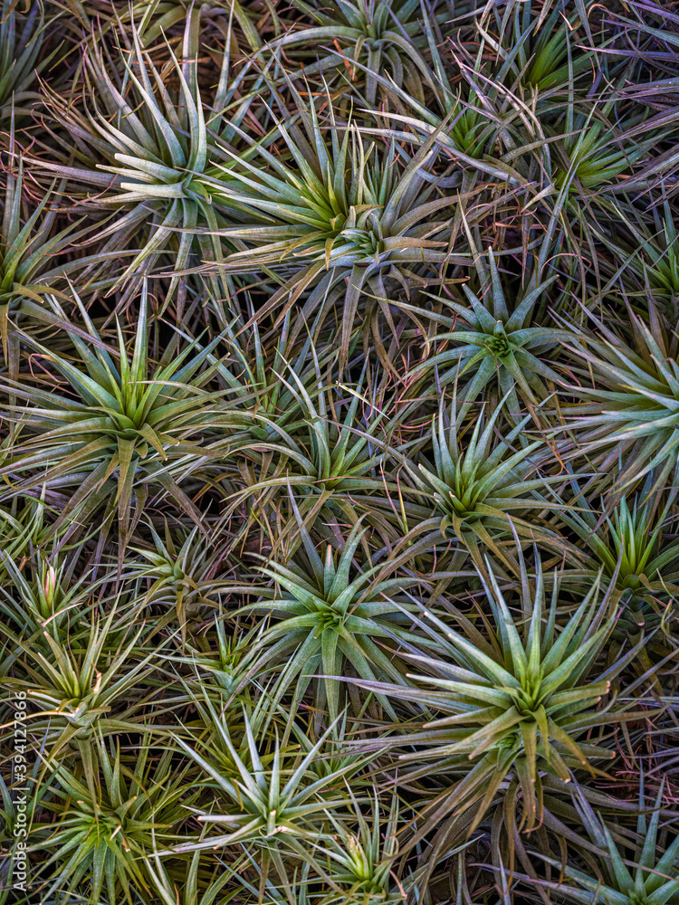 tillandsia (air plant) tillandsia (air plant)