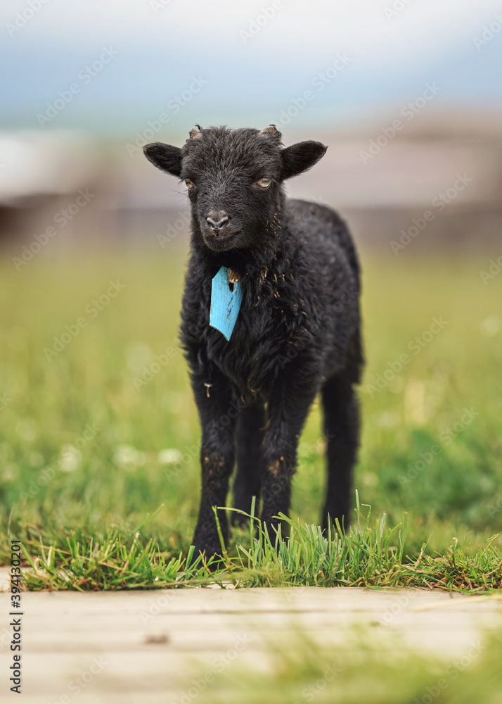 Small black ouessant or Ushant sheep lamb on green spring grass, blue tag on neck Small black ouessant or Ushant sheep lamb on green spring grass, blue tag on neck