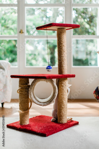 Cat standing on his back feet and hiding behind scratching post tower column photo