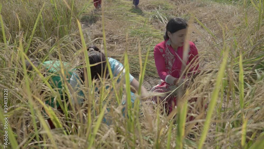 Indian farmers women harvesting paddy crop, wearing mask. India agricultural field . High quality 4k footage Indian farmers women harvesting paddy crop, wearing mask. India agricultural field . High quality 4k footage