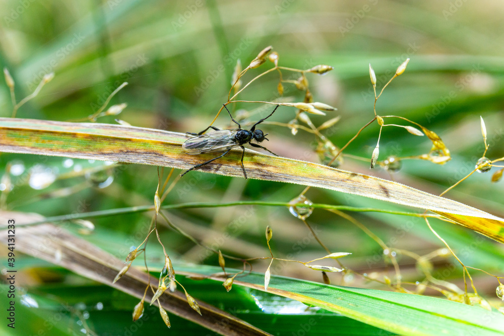 Makrofotografie von Insekten und Spinnen