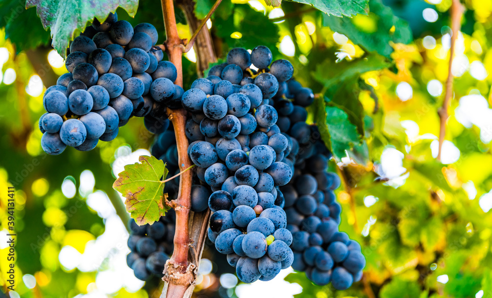 Fototapeta premium Grapes on the plantation of grapevines in Apulia, Italy