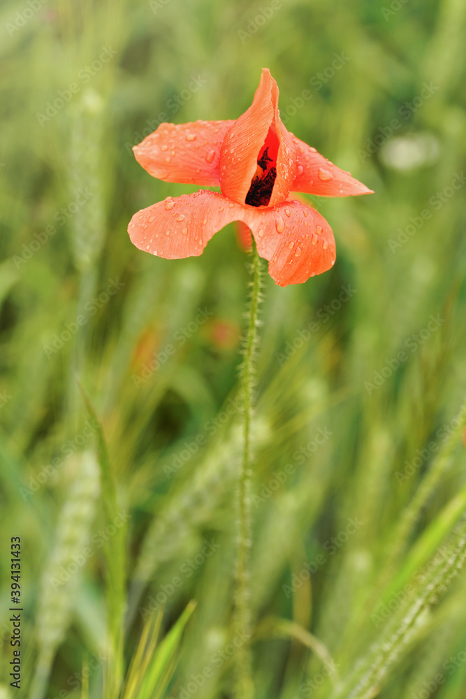 Fototapeta premium Fresh young wild red poppy flower, blossom covered with rain drops growing in green field of unripe wheat, closeup detail
