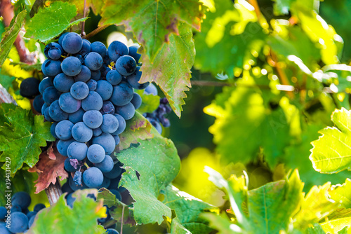 Grapes on the plantation of grapevines in Apulia, Italy