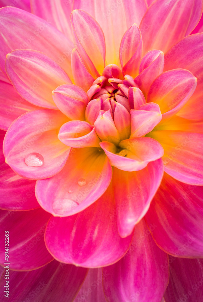 dahlia macro dahlia macro