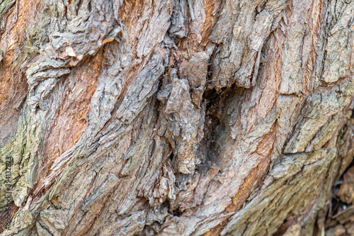 The textured surface of the bark of the old perennial deciduous tree