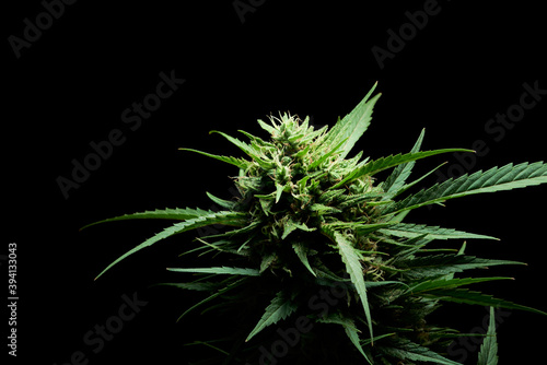 mature cannabis plant bud