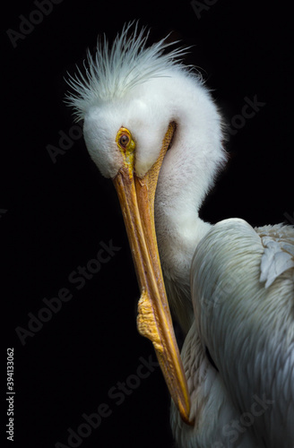 American White pelican