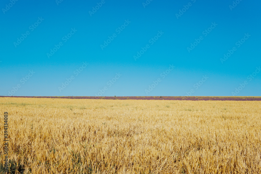 field of yellow wheat and purple lavender harvest