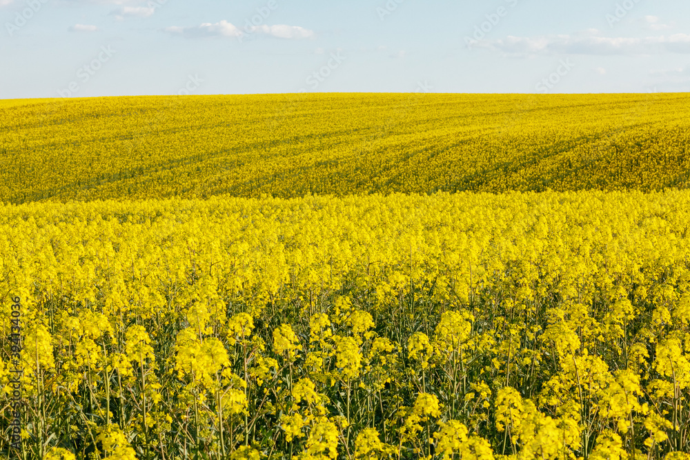 Canola (rapeseed) field Canola (rapeseed) field