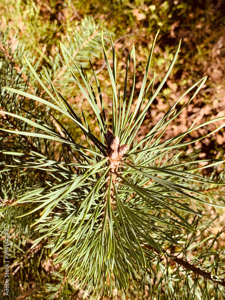 Natur Idylle am Fuße des Wendelsteins (Sterntaler Filze) Natur Idylle am Fuße des Wendelsteins (Sterntaler Filze)
