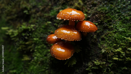 Mushrooms in Forest
