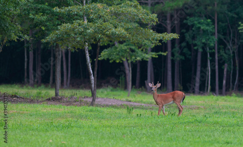 Lonely whitetail deer buck