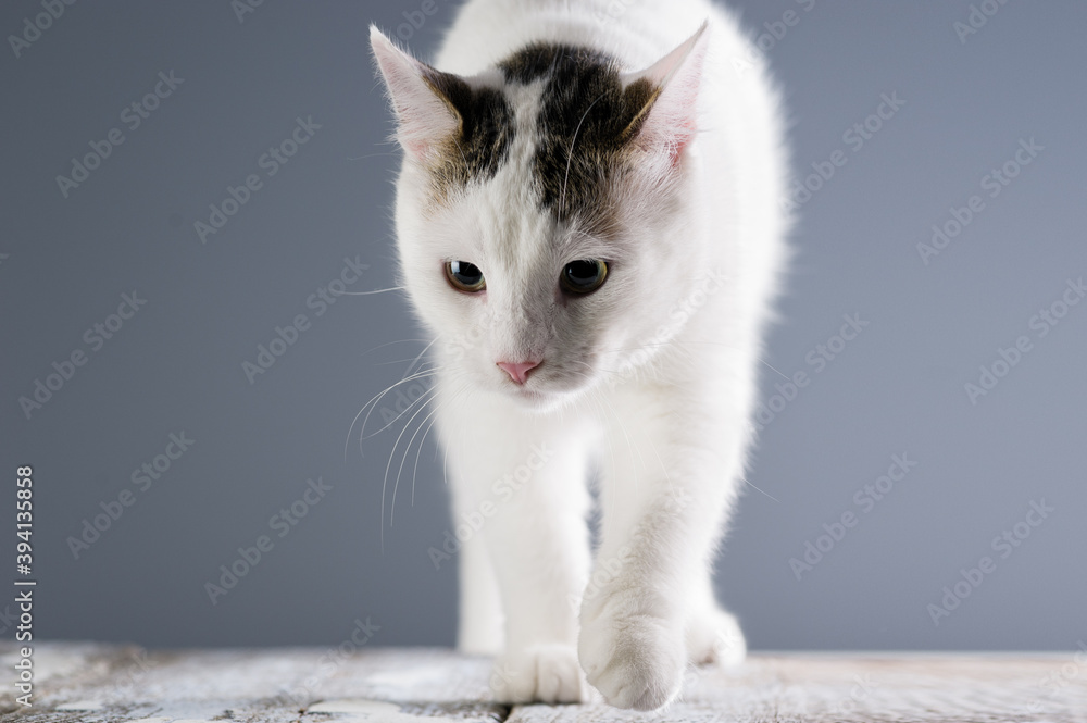An adult white cat walks purposefully against a gray background. Place for text. Focusing on the cat's face.