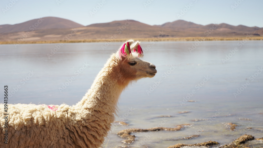 Fototapeta premium Alpaca in Bolivia