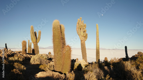 Cacti at the cactus island