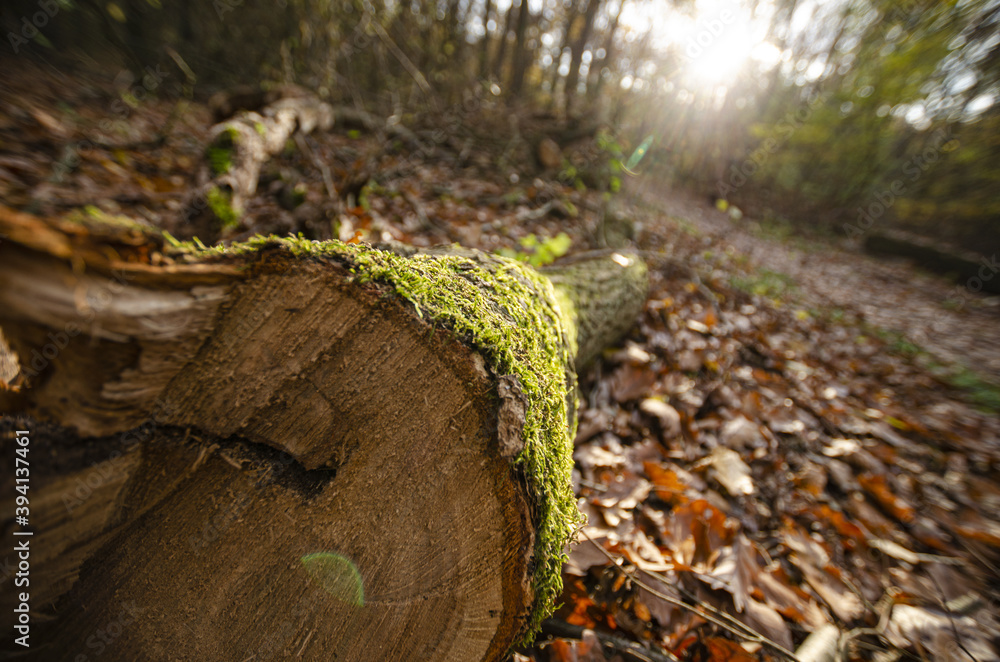 moss growing on a felled tree
moss growing on a felled tree