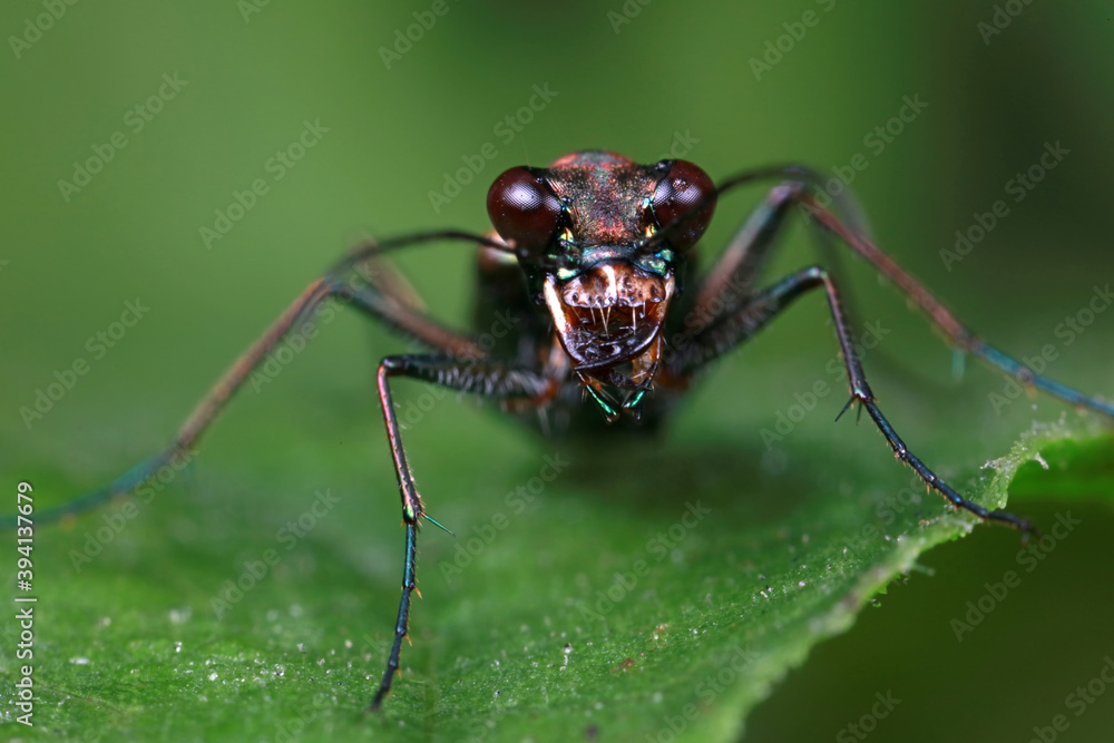 Spotted tiger beetles inhabit wild plants in North China Spotted tiger beetles inhabit wild plants in North China