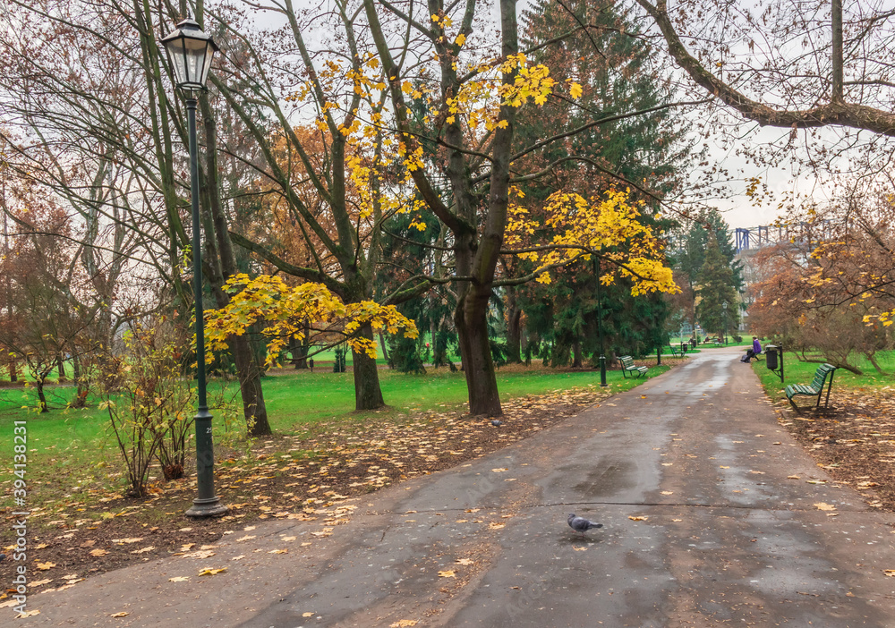 Naklejka premium Beautiful autumn landscape in the park trees with yellow leaves walking path for walking.