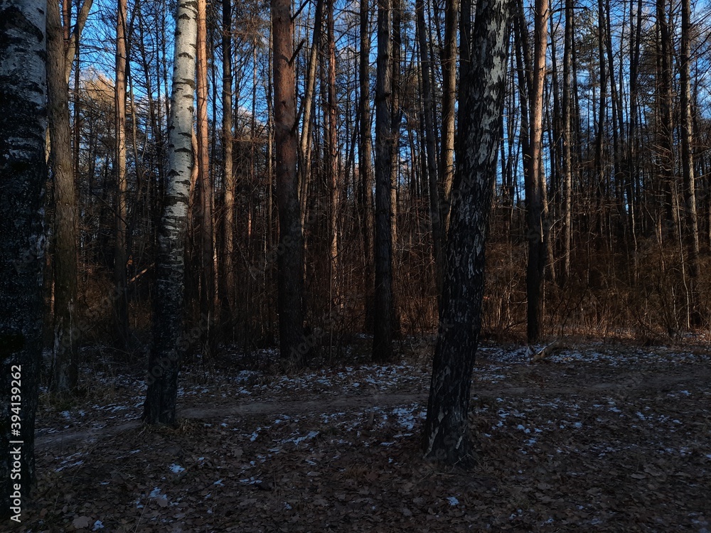 Fototapeta premium Winter forest