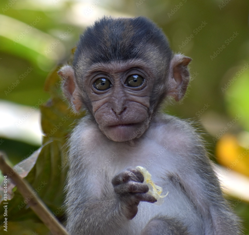 Cute baby macaque sitting in a tree and looking at the camera Cute baby macaque sitting in a tree and looking at the camera
