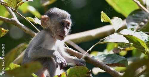 Cute baby macaque monkey resting in a tree