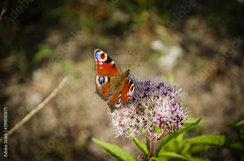 
red butterfly on a purple flower