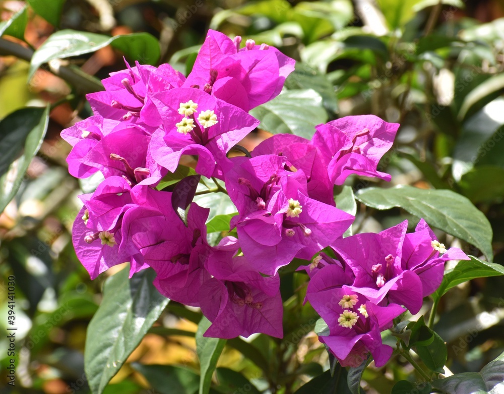 Beautiful purple bougainvillea flowers in a tropical garden