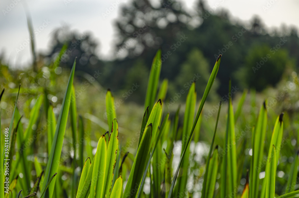 close-up of the green grass by the pond
close-up of the green grass by the pond