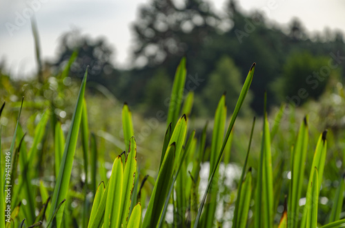  close-up of the green grass by the pond © PIOTR JARCZYKOWSKI