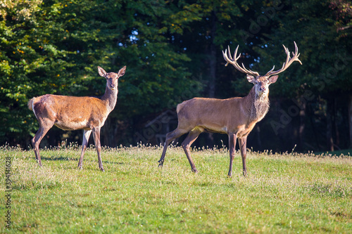 Red deers on a meadow