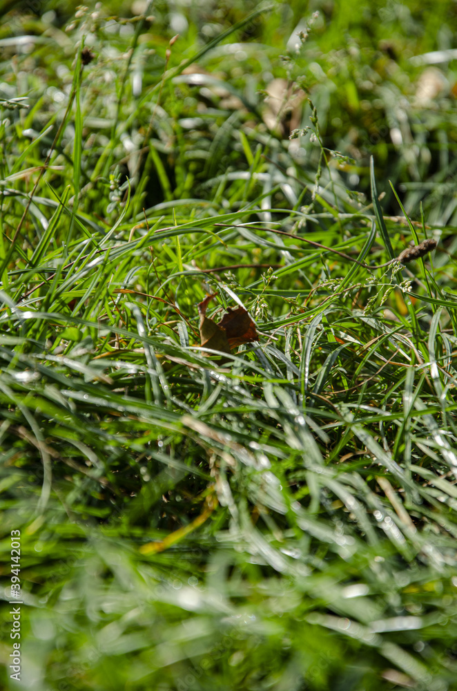 macro green grass in the autumn forest
macro green grass in the autumn forest