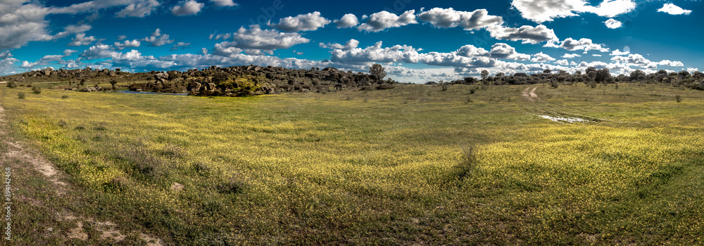 Meadow of yellow flowers in Los Barruecos, Extremadura.