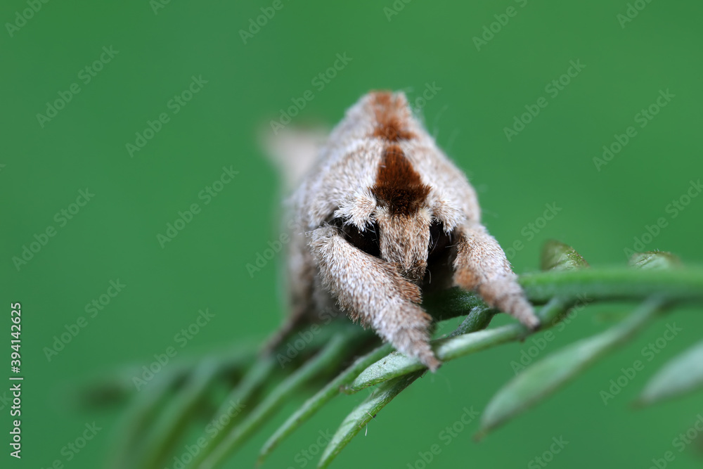 Moths on leaves in nature, North China Plain Moths on leaves in nature, North China Plain