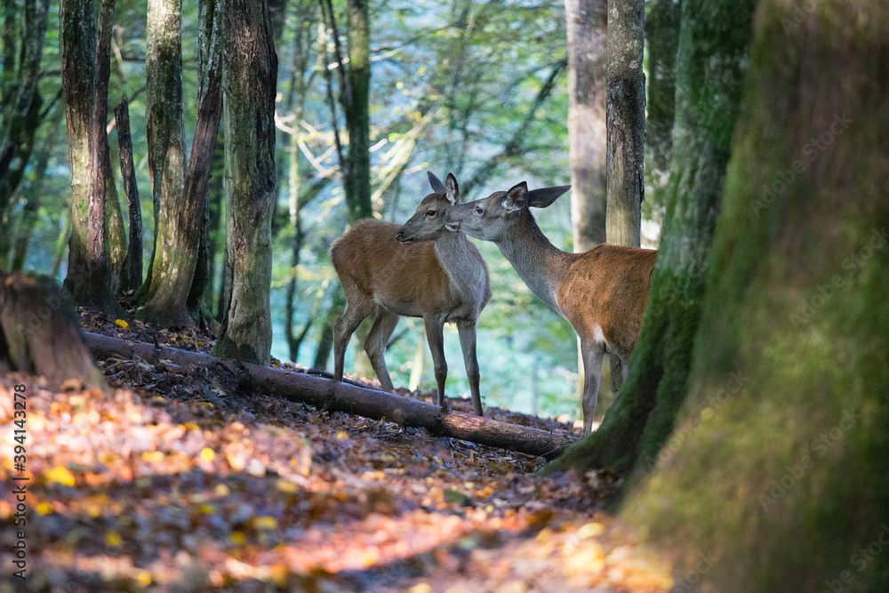 A herd of red deers in the woods A herd of red deers in the woods