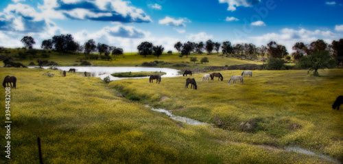 Horses grazing in a meadow. Los Barruecos  C  ceres  Spain