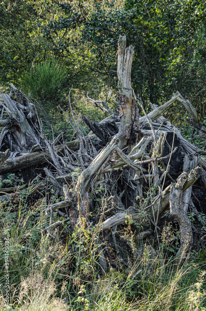 old dried trees with large branches
old dried trees with large branches