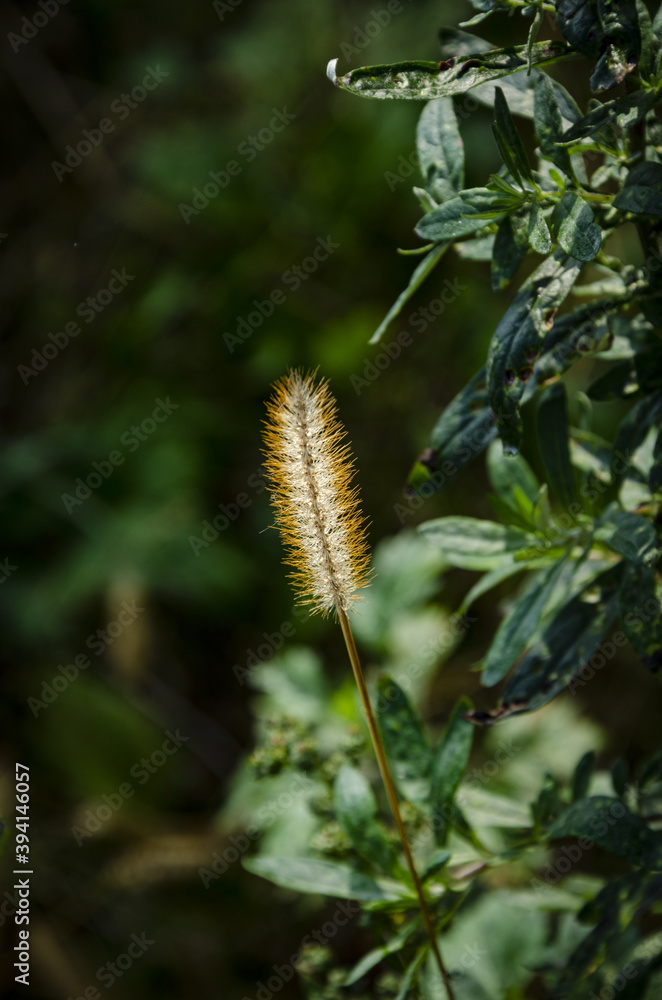 
close-up of small corn growing in the bushes