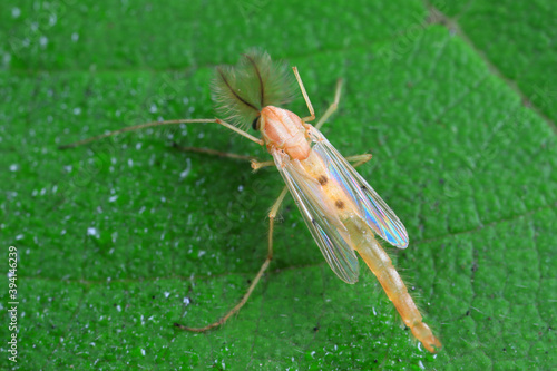 Chironomid males inhabit wild plants, North China photo