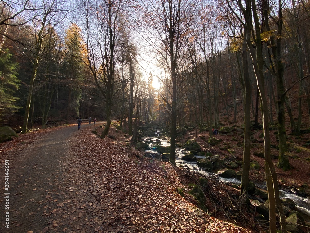 Obraz premium path in the woods