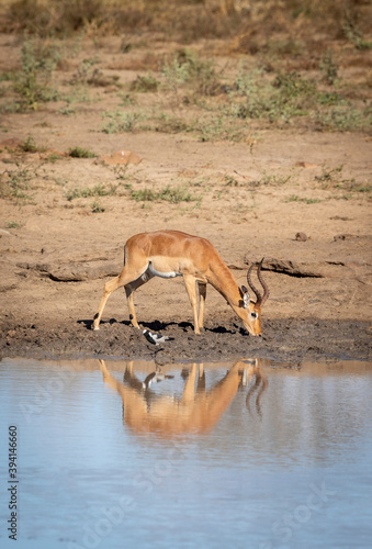 Vertical portrait of an adult male impala drinking water in Kruger Park in South Africa