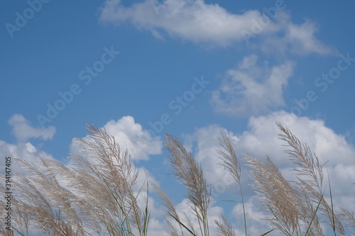 grass flowers with cloud and blue sky background