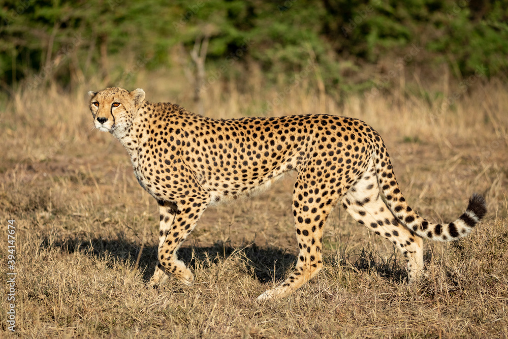 Adult cheetah walking in dry grass in Masai Mara in Kenya Adult cheetah walking in dry grass in Masai Mara in Kenya