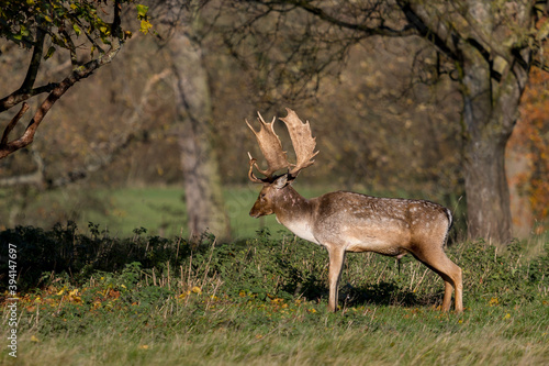 The Fallow Deer of Charlecote Park